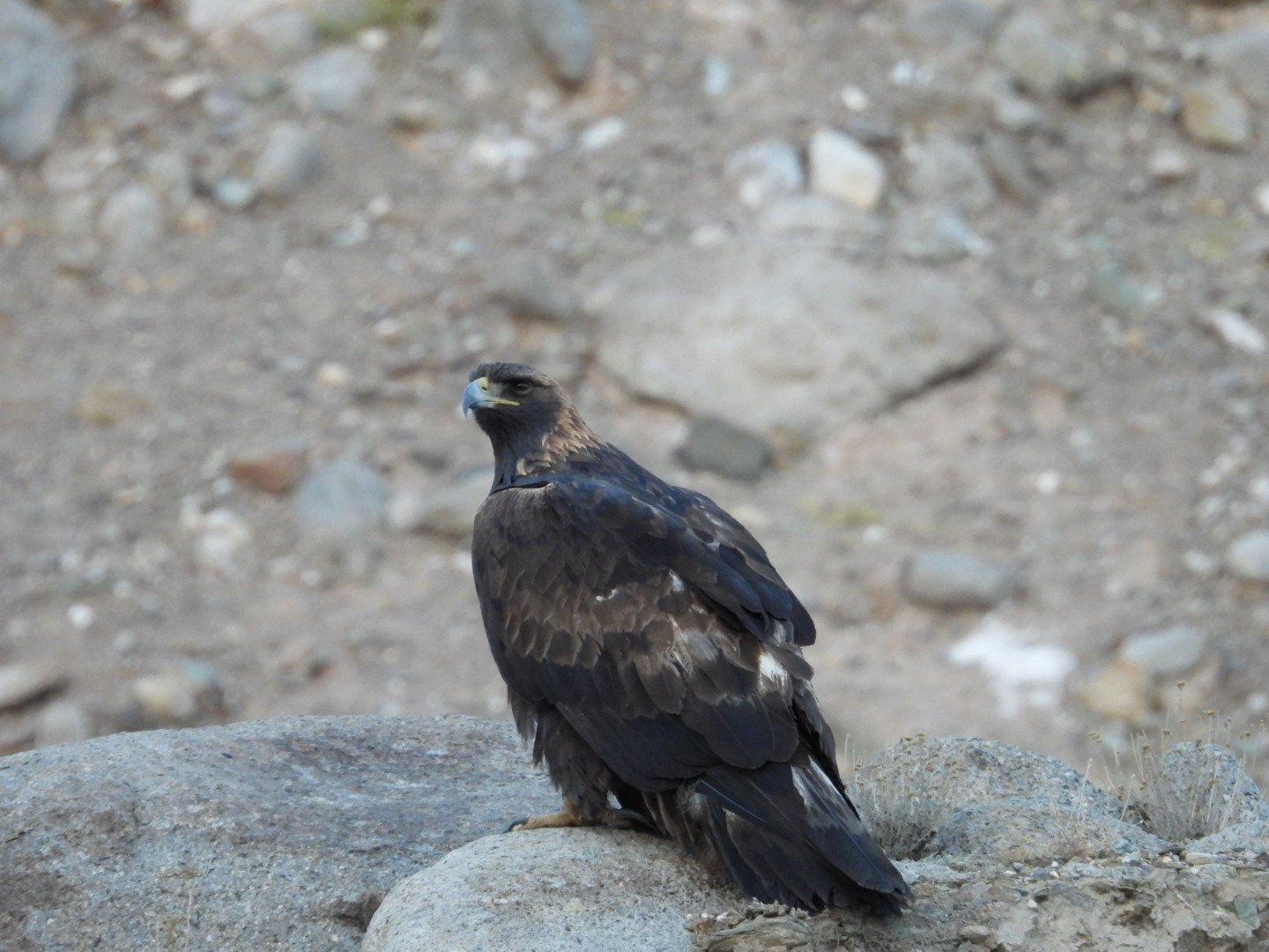 Winter wildlife tours